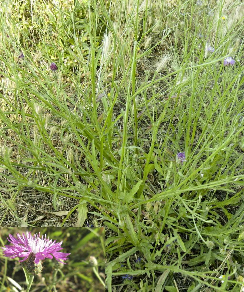 Centaurea napifolia